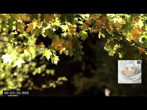 Free Download Stately Trap Reload WAV MiDi SAMPLES