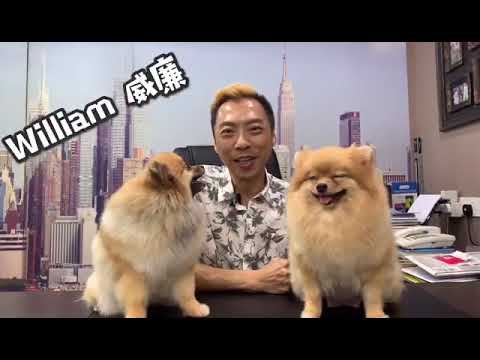 认识博美犬吗？了解博美犬吗？