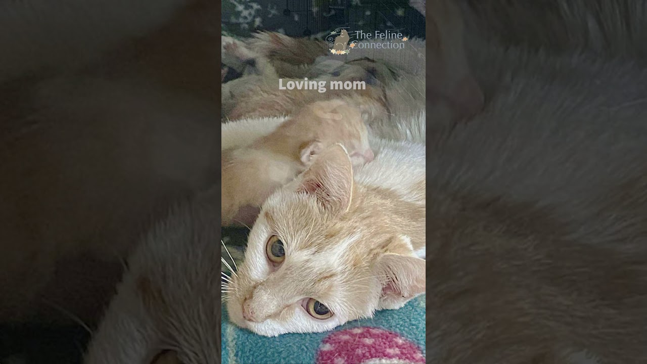 Peach Cobbler, a Adoptable Domestic Short Hair in Fair Haven, VT video 3/3