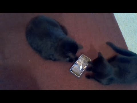My cats Riley and Rick play their cat video game