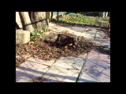 Tri sestrice, vesele grudvice, traže dom, molimo vas da delite...