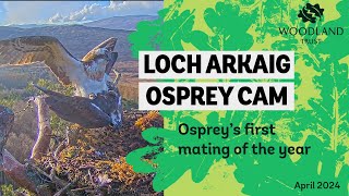 Osprey couple start mating 2024 - Loch Arkaig Osprey cam