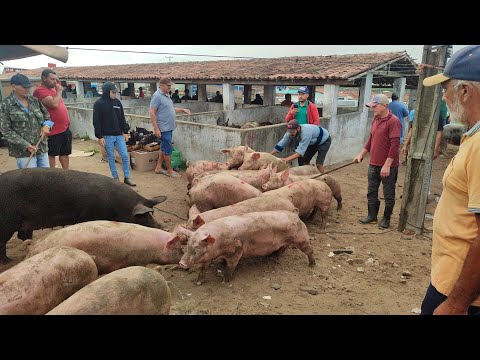 Feira do porco e ovino de Capoeiras-PE 06/03/26 #arroba 