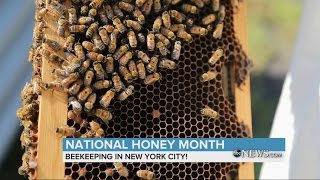 Beekeeping in New York City | ABC News