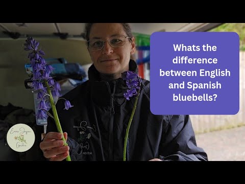 What's the difference between English Bluebells and Spanish bluebells?