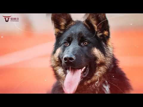 Secure CE - Objektschutz  Hannover