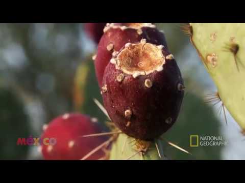 #MéxicoIndomable: De la muerte a la vida. Cap. 2