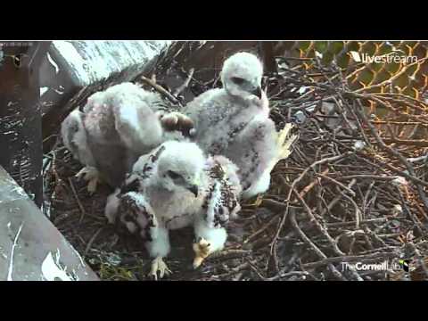 Red-tailed Hawks with Three Chicks  05 20 2012