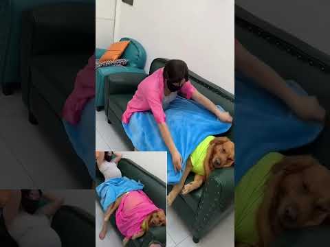 #美女搞笑 #funny #funnypets #黃狗 #pets