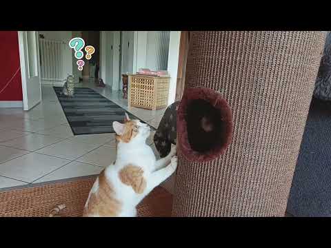 Mikas 🐈und Ninos🐈‍⬛ neue Kratztonne 🥰