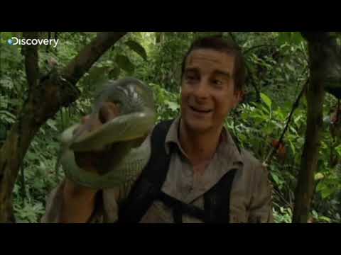 Snake Bites Bear - Born Survivor