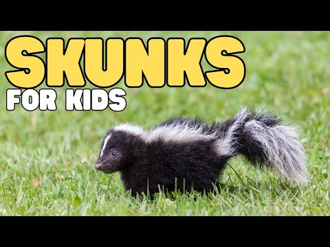 Skunks for Kids | Learn all about these smelly mammals