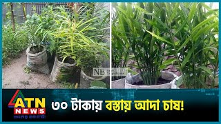 পঞ্চগড়ে এবার বস্তায় আদা চাষ