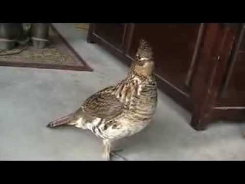 Our Own Little Animal Planet - Greta the Ruffed Grouse