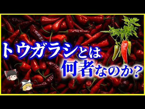 園芸 中国胡椒の植物