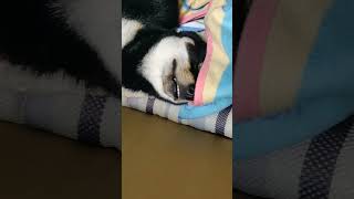 ある日の寝姿㊗️🐕 ͗ ͗🖤#暴れ祝は親分気分