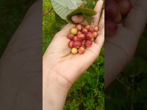 falsa fruit #falsa #falsa plant