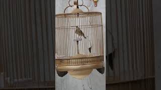 Download lagu sonca vs sanma mp3