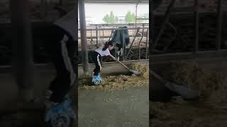 畜産業に大革命が起きる？！[TikTok]