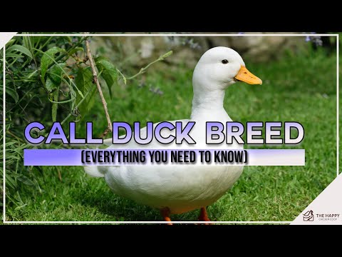 , title : 'Call Duck Breed: Everything you Need to Know'