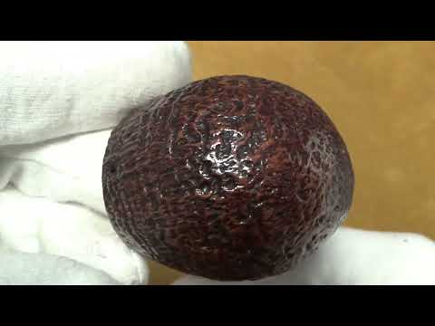 Pipa Il Ceppo gruppo 1 sabbiata - Bent Apple - CE127