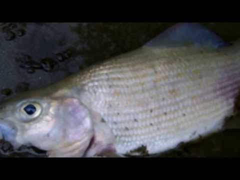 "...gebt den Fischen eine Chance"