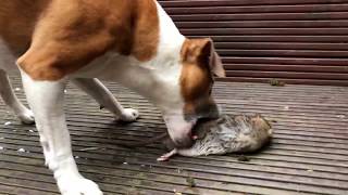 Dog kills HUGE rat in the garden  - Emergency Pest Control Service in London | Environ Pest Control