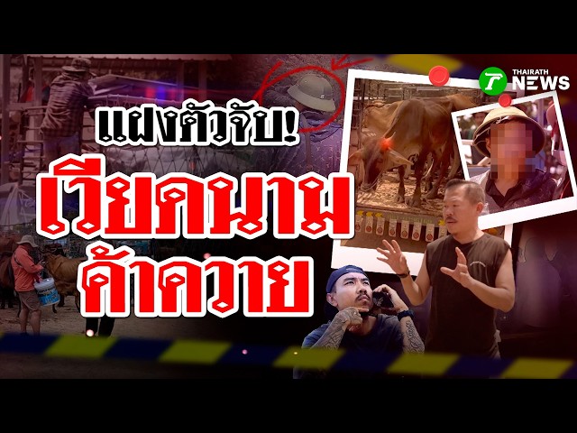 แฝงตัวจับ! เวียดนามค้าควาย | 29 ส.ค. 69 | ข่าวแสบเฉพาะกิจ