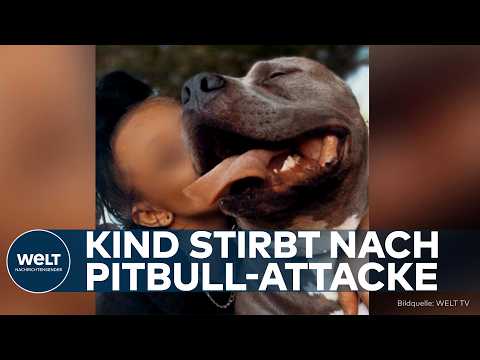 Video Thumbnail: TRAGÖDIE IN SACHSEN-ANHALT: Familien-Pitbull beißt Vierjährige zu Tode – Polizei ermittelt