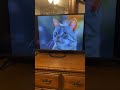 Stuart Little 2 2002 Monty The Mouth VHS Capture