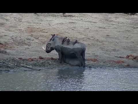 Djuma: Two Warthogs have a drink and soak at the dam - 15:21 - 10/19/2022