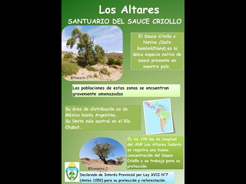 A que no conocías el sauce nativo????