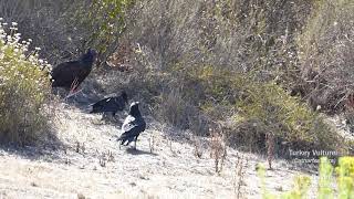 Turkey Vulture vs. Common Ravens