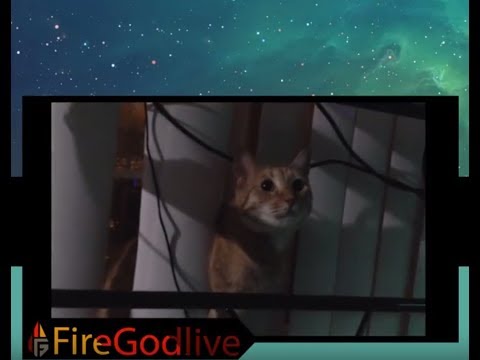 Cat invades the Breach!