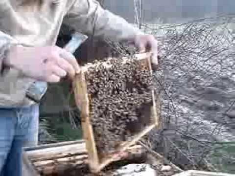 albine 13 martie 2014