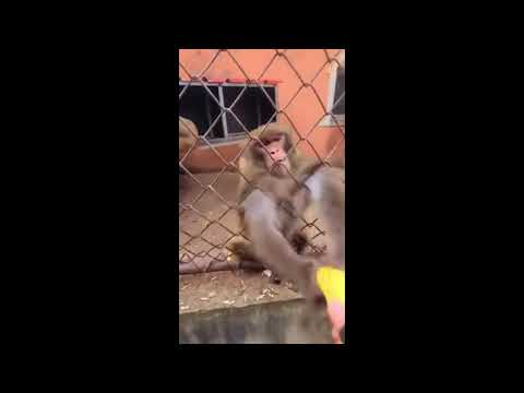 Angry monkey destroy a banana meme