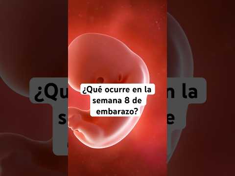 🤔 What happens in week 8 of pregnancy? 🤰 Symptoms and baby development