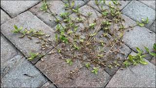How To Get Rid of Weeds from Pavers and Driveways Forever