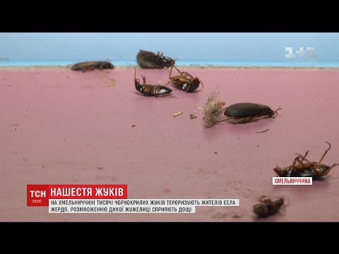 Жителі села на Хмельниччині скаржаться на нашестя чорнокрилих жуків
