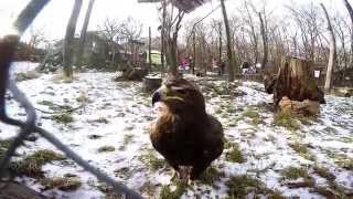 preview picture of video 'Funny Steppe Eagle'