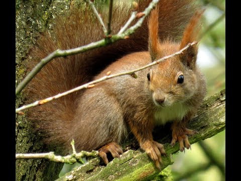 334. Veverka obecná, Scirus vulgaris, Eurasian Squirrel, Eichhörnchen,   #squirrel