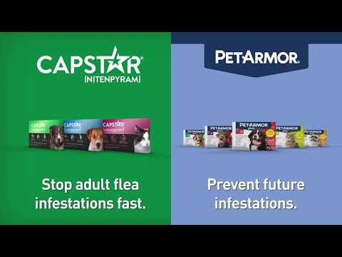 Prevent Future Flea & Tick Infestations | CAPSTAR® (nitenpyram) for Dogs & Cats (30 seconds)