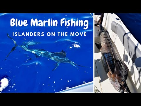 Blue Marlin Fishing in Mauritius #BlueMarlin #BigGameFishing #MarlinFishing