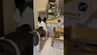 ワンコよ。そっちは行けないよ。#shorts