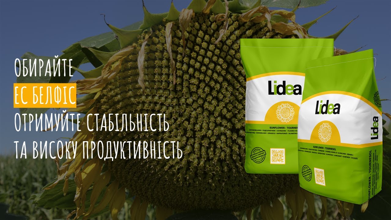 Семена подсолнечника Белфис ЕС