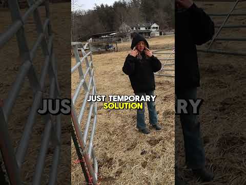 Hauling Calves: Safe Trailer Loading Techniques