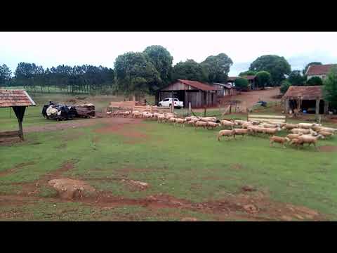 Gregório e Chimanguinho Ajudando na Recolhida das Ovelhas