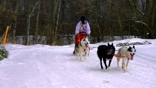 preview picture of video '2015 Antigo Langlade Culvers Challenge Juniors Sled dog race'