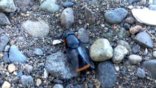 Tabano, the enemy. u sick fuck