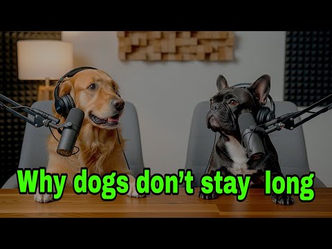 This will change the way you see your dog forever.